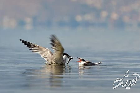 عکسهای جالب,عکسهای جذاب, مرغان ماهیخوار